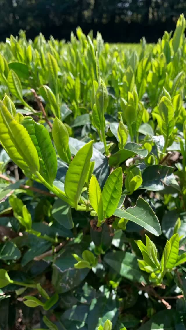 富士山まる茂茶園 fuji-tea | Fuji-shi Shizuoka