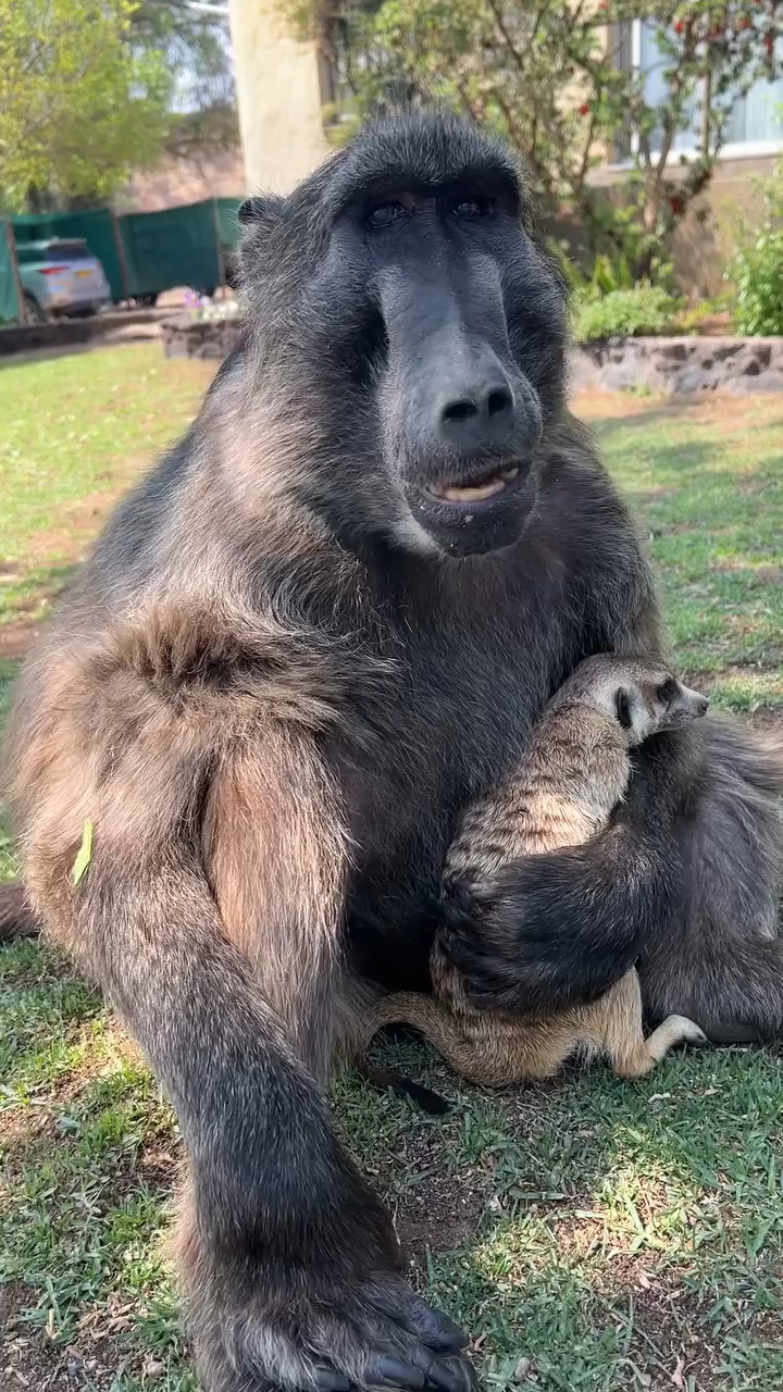 Cindy the Baboon taking Rigby the Puppy up for a ride! 🤩🥰 #monkey # ...