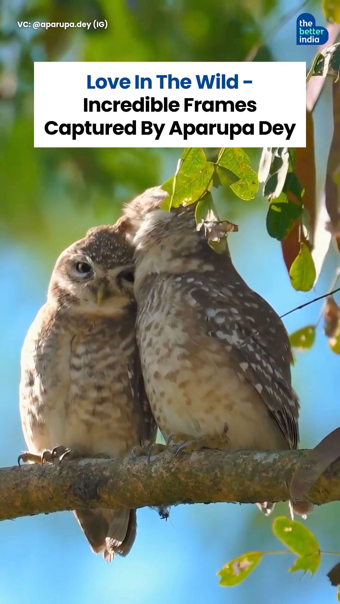 Love isn’t just roses and chocolates. In the wild, its owls cuddling ...