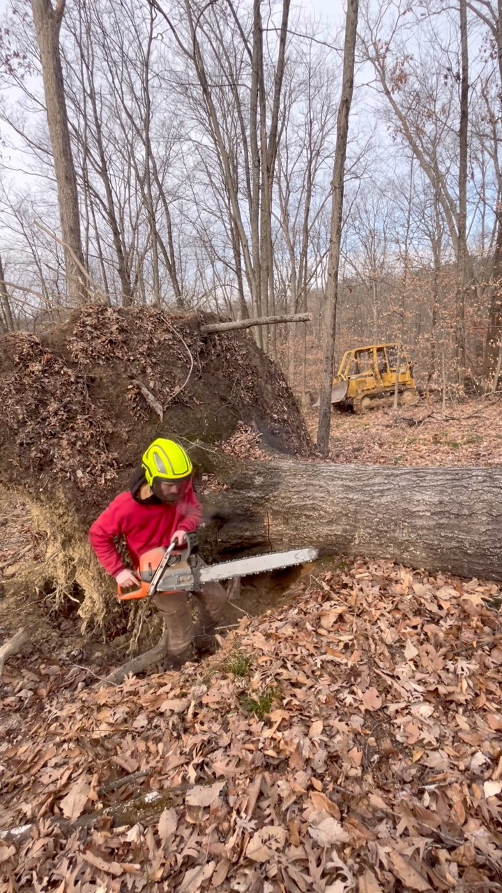 I’m cutting off the root wad to a decent sized blowed over Red Oak Tree ...