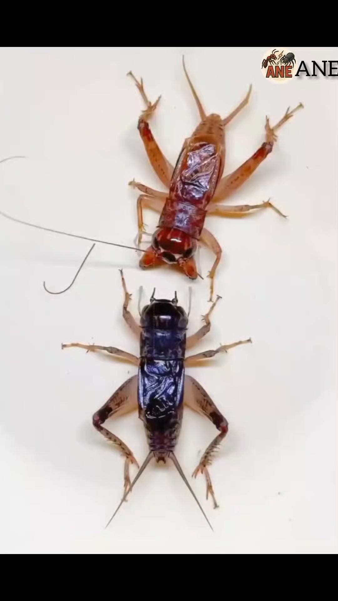 🦗 Same species, different colors — nature’s amazing diversity! One is ...
