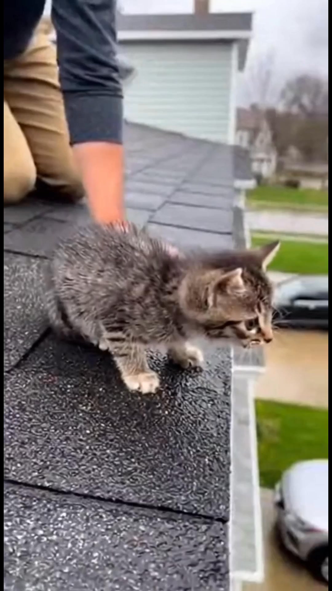 Poor kitten #animalrescue #catlovers #CatRescue #cat | Animal Rescue ...