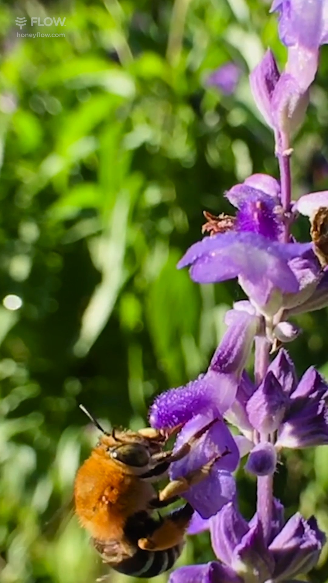 🐝 Closing Australian Pollinator Week 2025 with appreciation for the ...