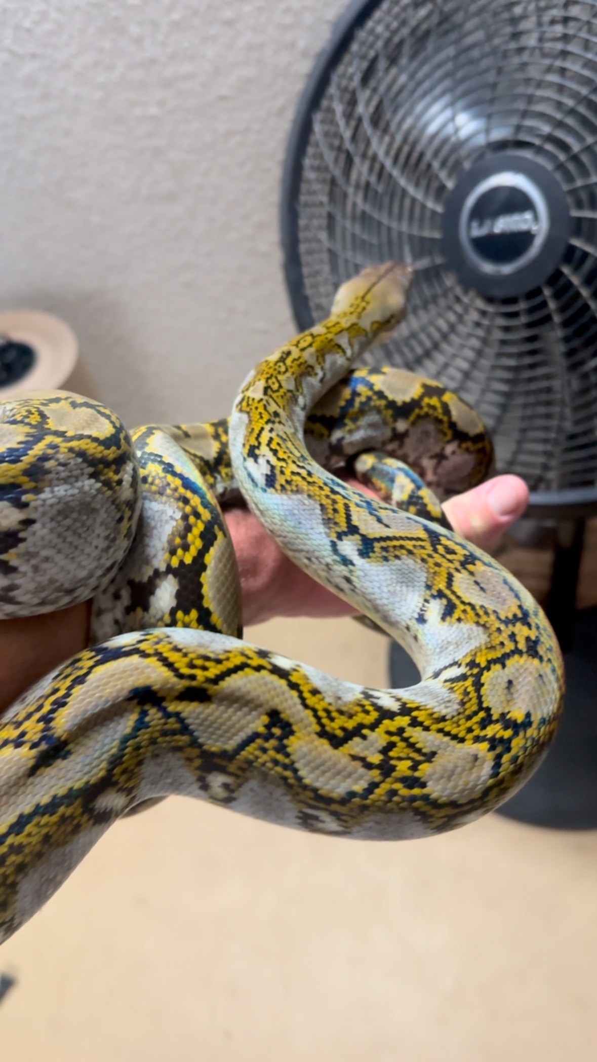 1.0 50% kalaotoa 100% het pied all fired up after he shed 🐍 # ...