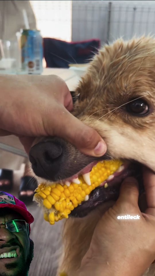 KoRn Dogg #Corndog #KoRn #Dog #SpoofNewt #Comedy #VoiceOver #Trending # ...