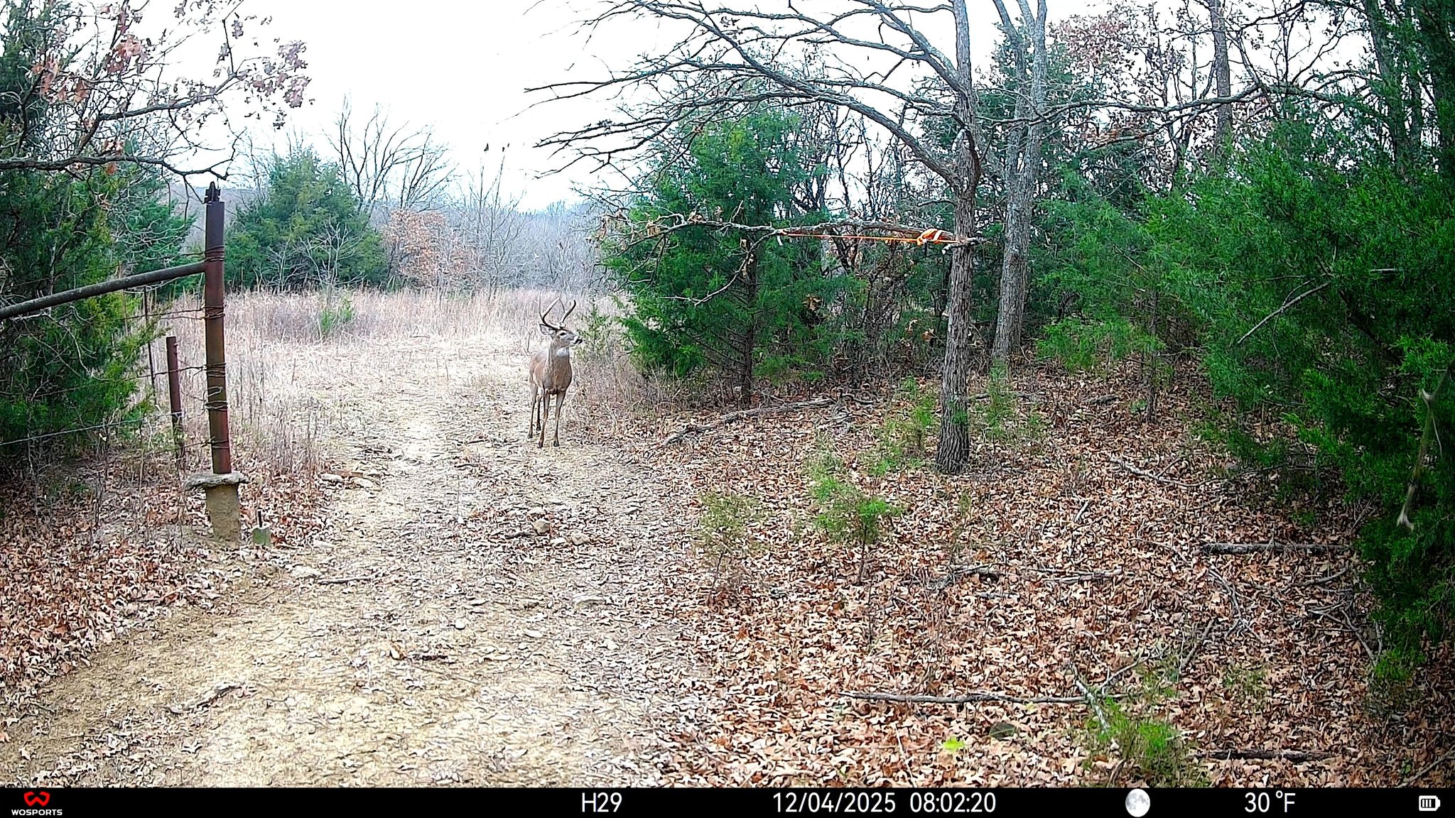 Copperhead RIdge bucks are visiting the Sky's The Limit Custom Rustic ...