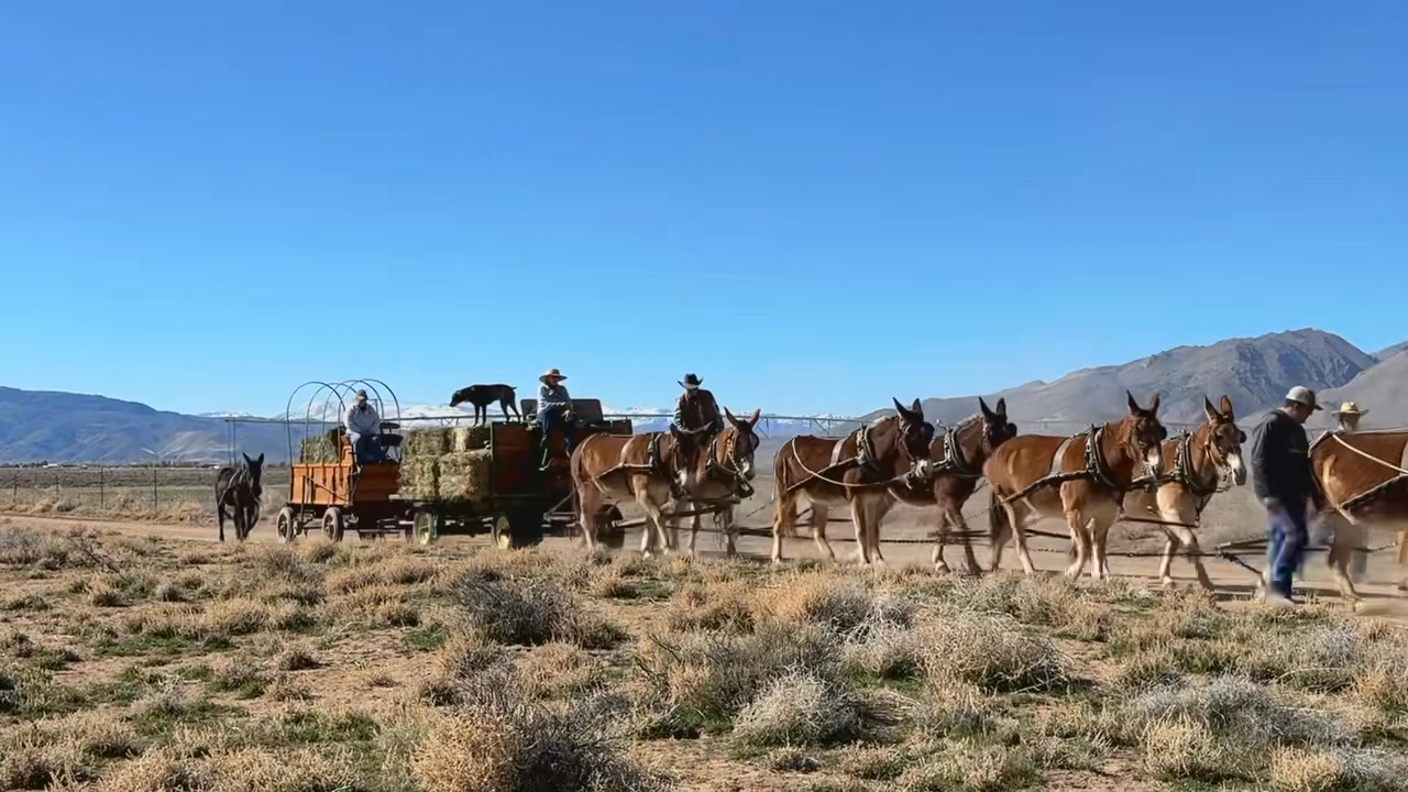 mule train almost like being in lovd7インチ Rick Edney is training mules to pull several wagons to recreate