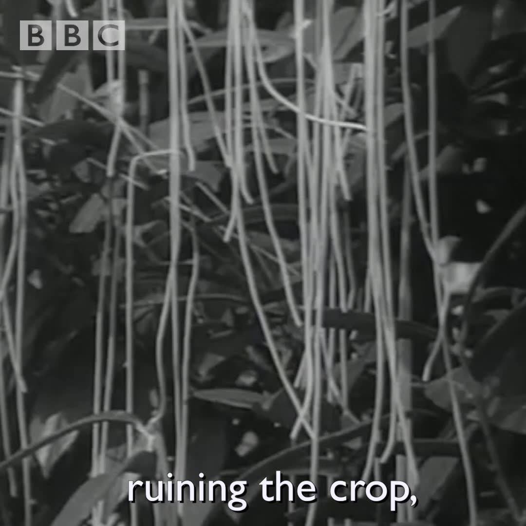 🌳🌲 spaghetti farming! 😆🪵🌴 - English Waves Escuela De Inglés