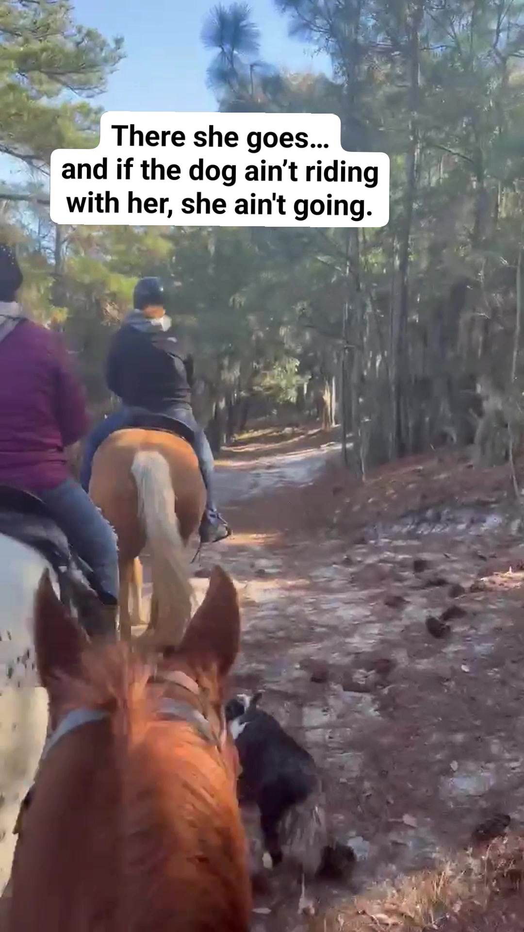 There she goes… with that daggone dog. No helmet. A bit AND spurs ...