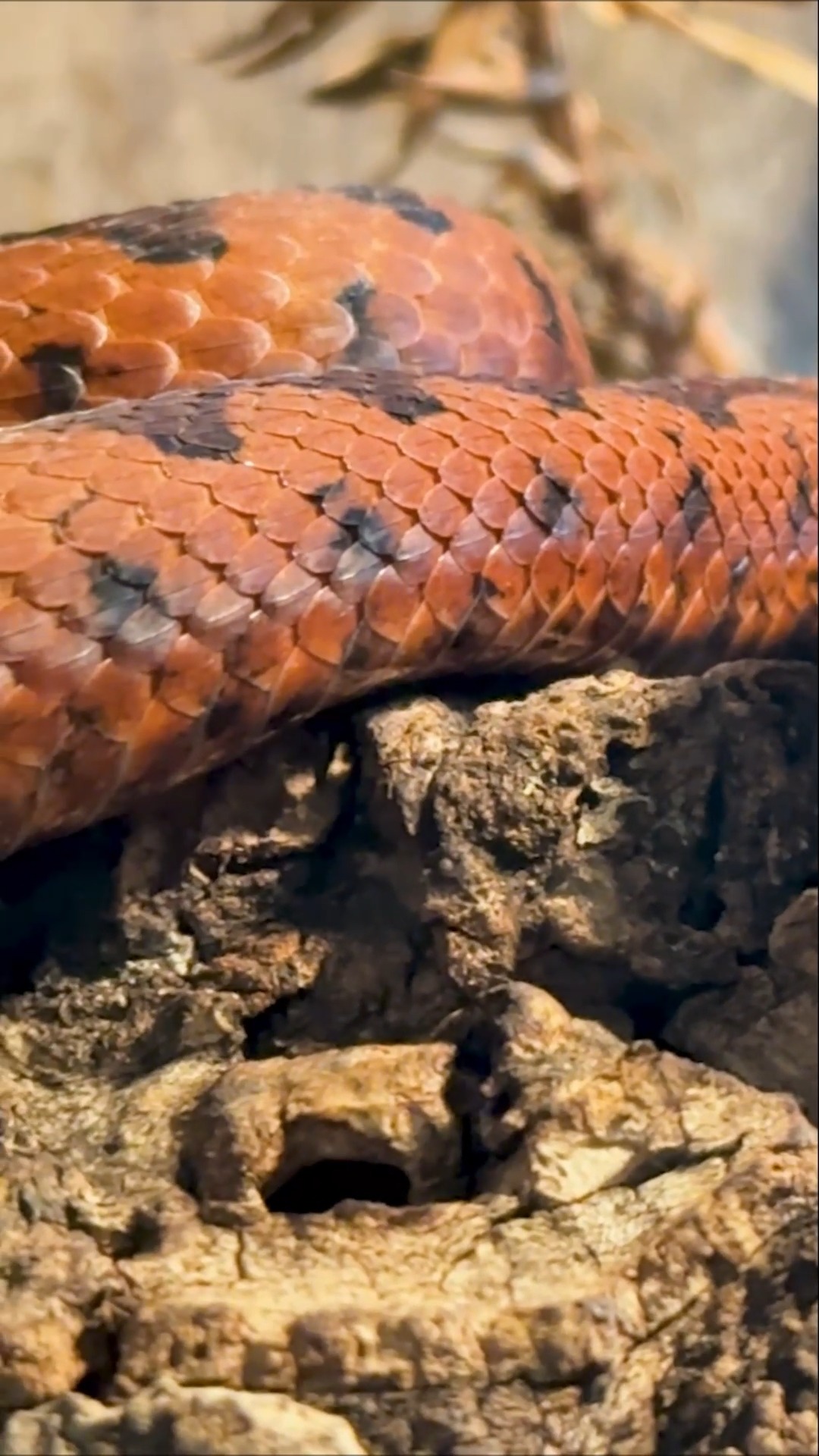 The Month of Love continues with another animal at the L.A. Zoo that ...