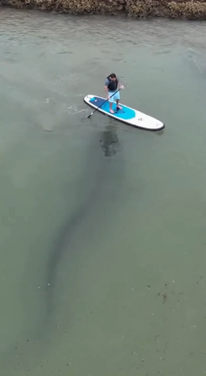 He thought it was just a shadow, until it started splashing. Look ...