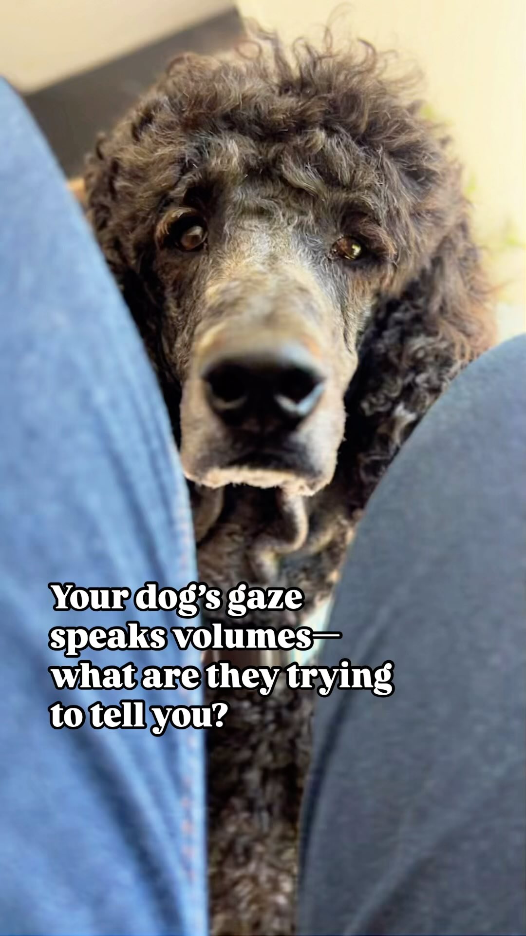 Curated visual reference: Gallery Detail: Common Reasons Why Dogs Stare At Their Humans 1 Love