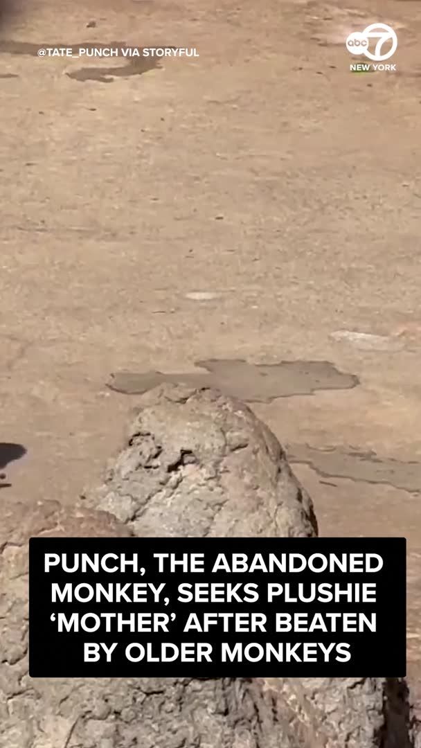 punch-the-abandoned-monkey-who-soared-to-fame-after-being-seen-tugging