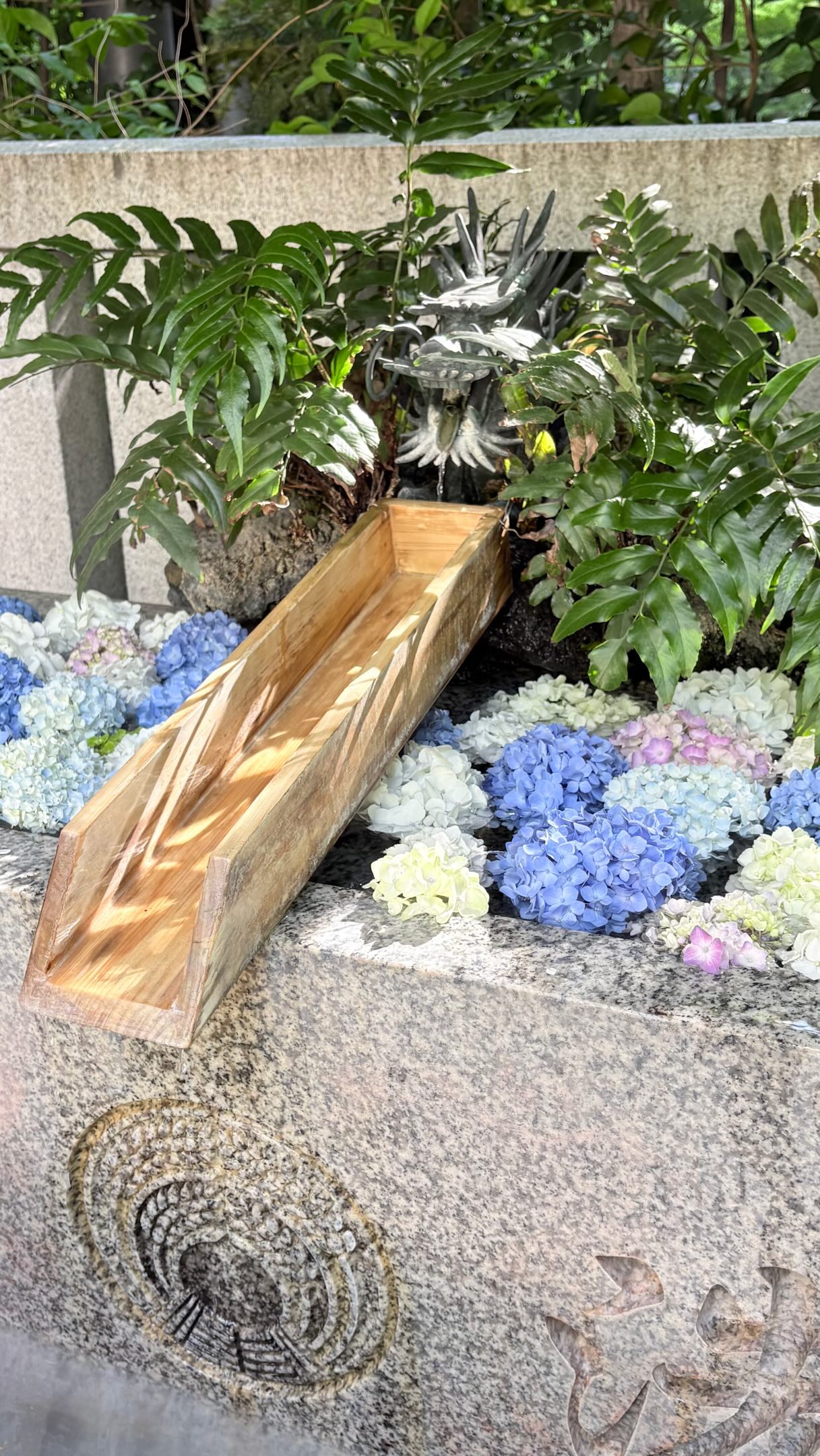 あじさいの花を日本橋・福徳神社に奉納いたしました⛩️ . 6月6がつく 