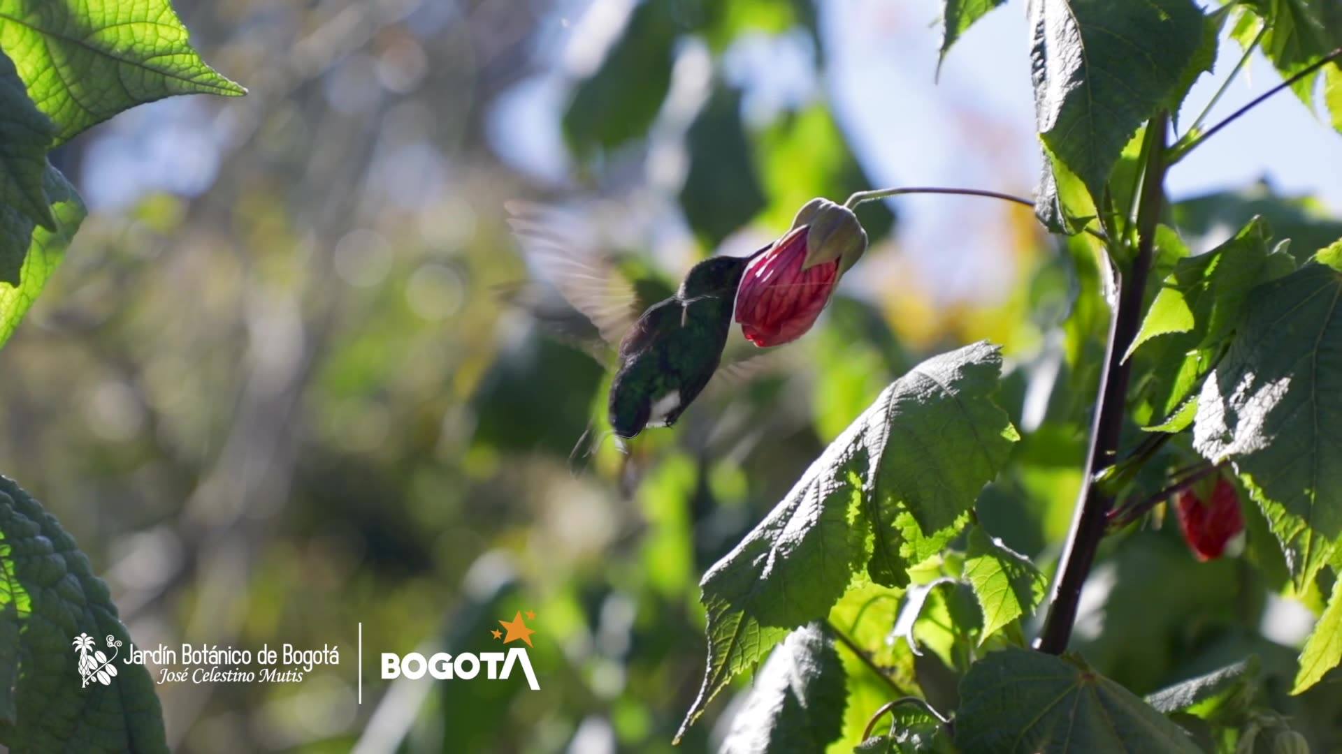 📽️📽️ Cristian Rojas Linares. Esta belleza vista en el Jardín Botánico ...