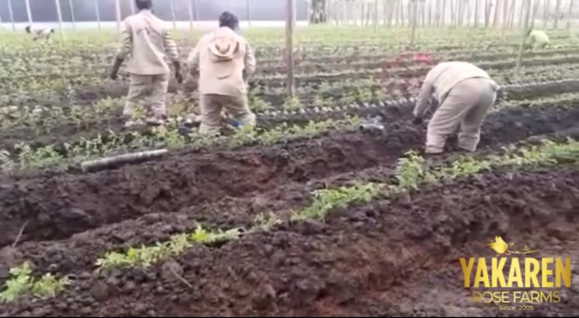 Yakaren Rose Farms | Zipaquirá