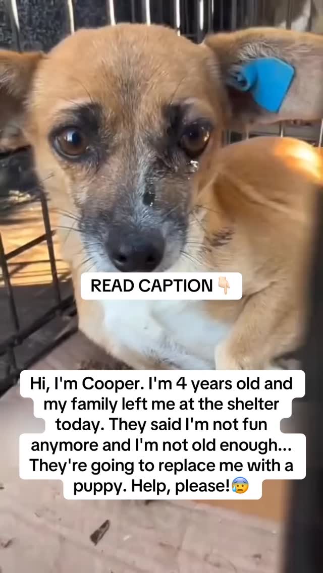 Photo inspiration: Picture Idea: Four Years Of Being The Perfect Dog Now They Want