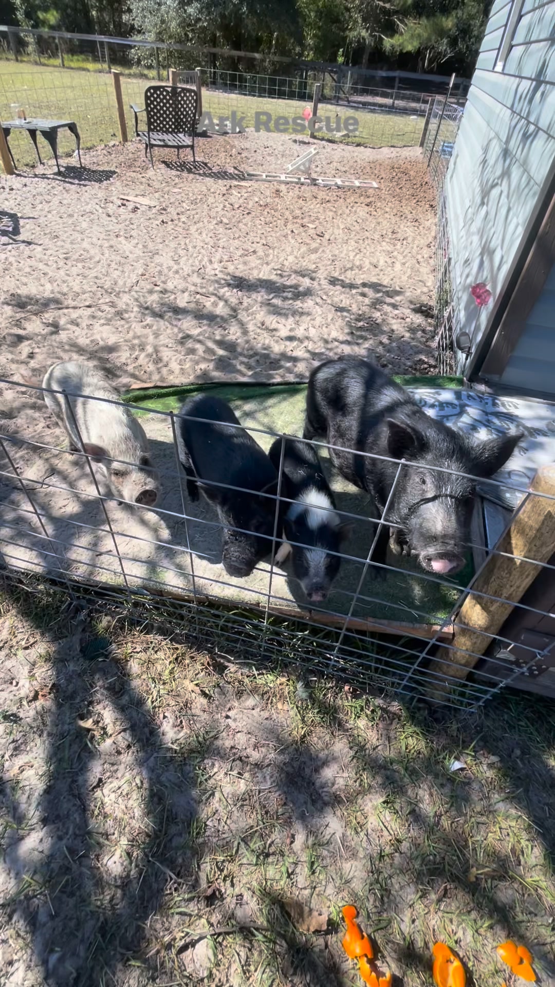 Some of our babies at Ark Rescue. Miracles family… | Jarred Coates ...
