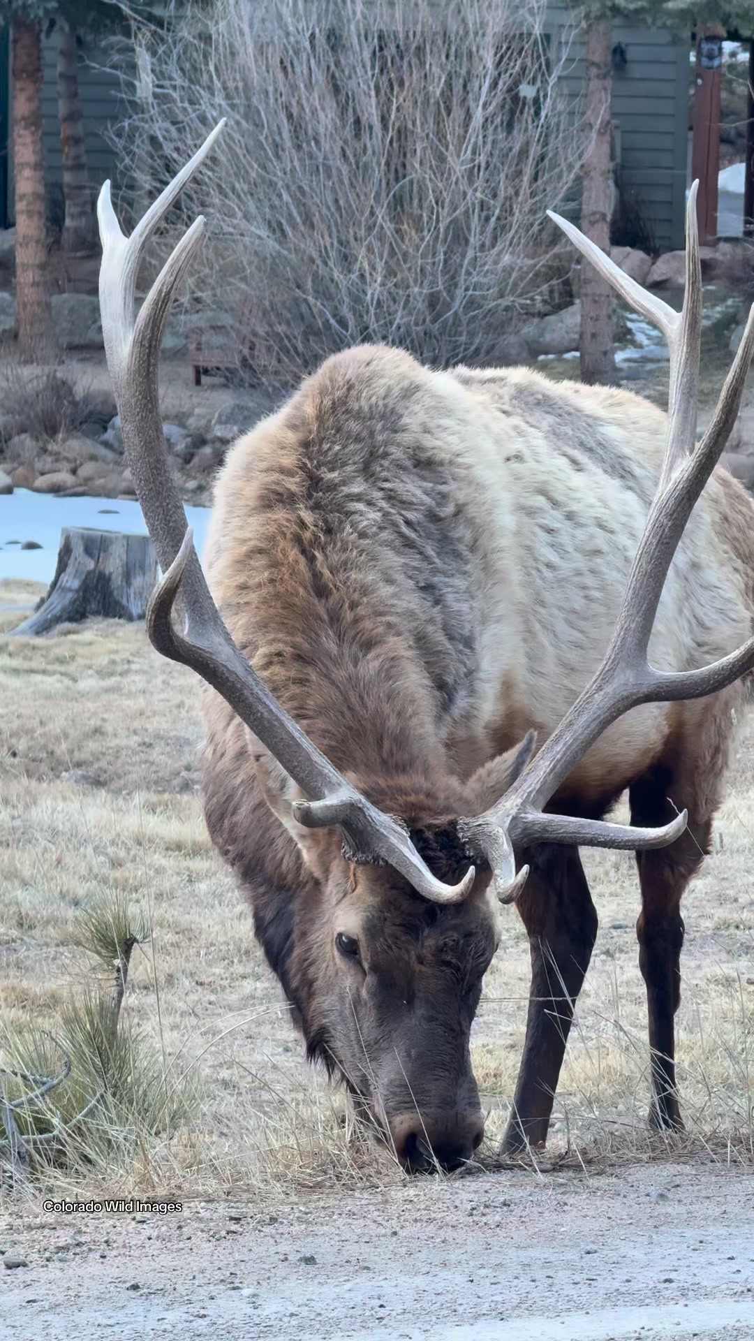 A gorgeous bull I came across yesterday evening. 🩵 #fbreels #elk # ...