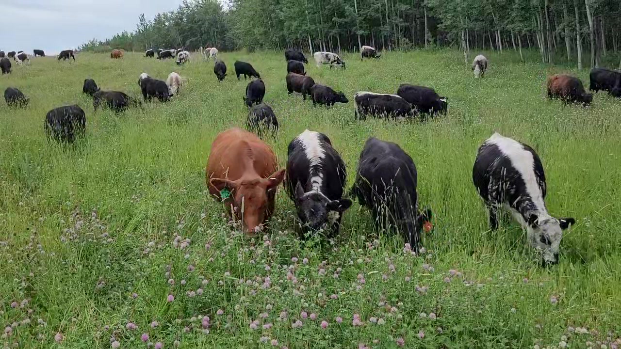 Kenyon: How intensely should you graze cattle? The key to sustainable ...