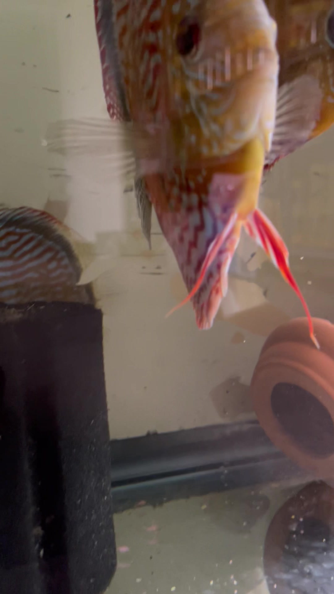 Santarem Discus USA LLC
