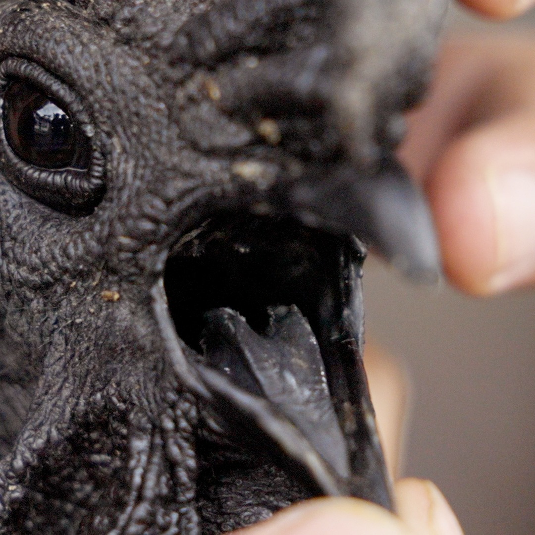 Ayam Cemani is a rare breed of chicken that is completely black ...