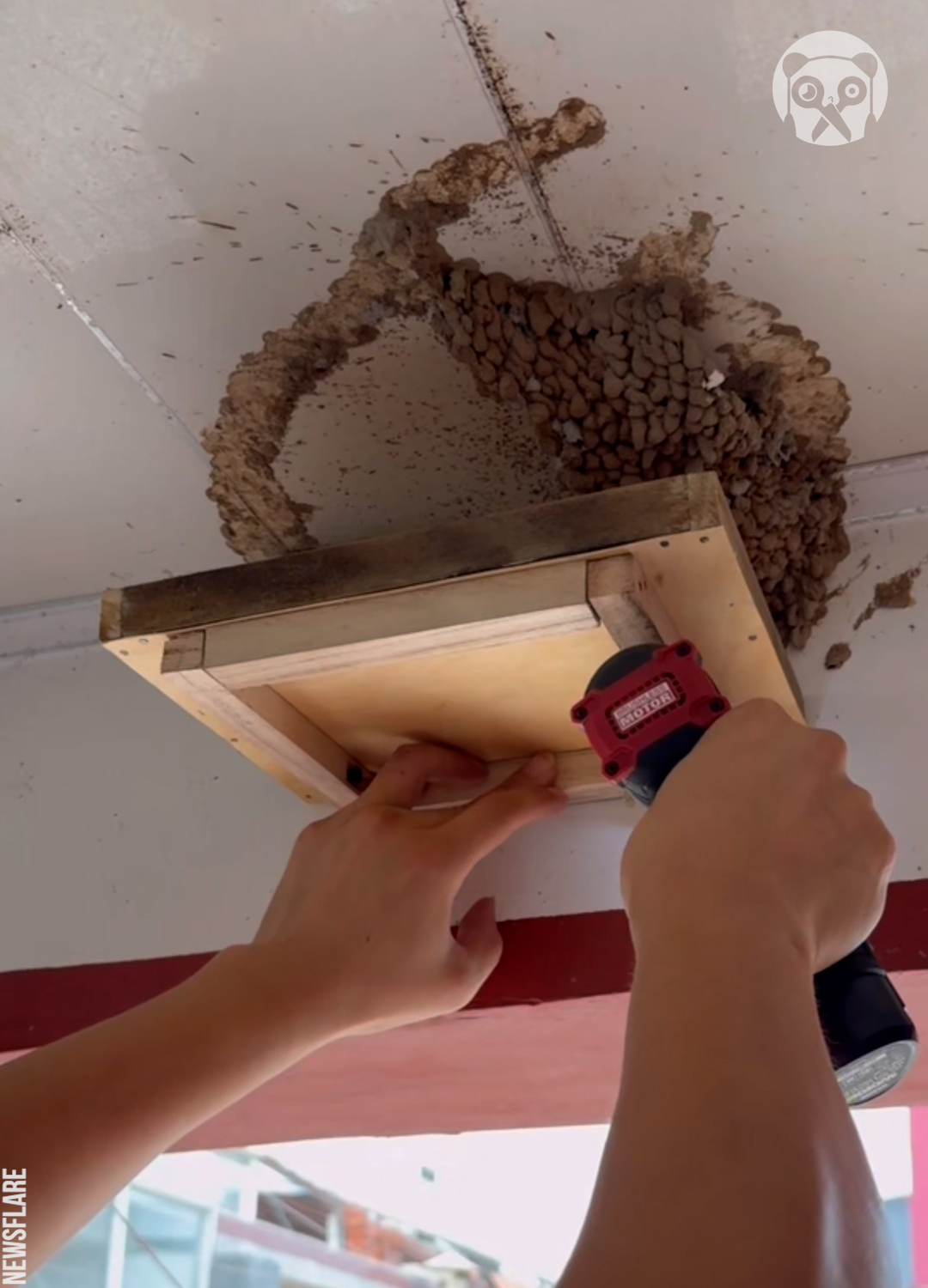 Man repairs broken nest to reunite swallow family | Bored Panda Animals ...