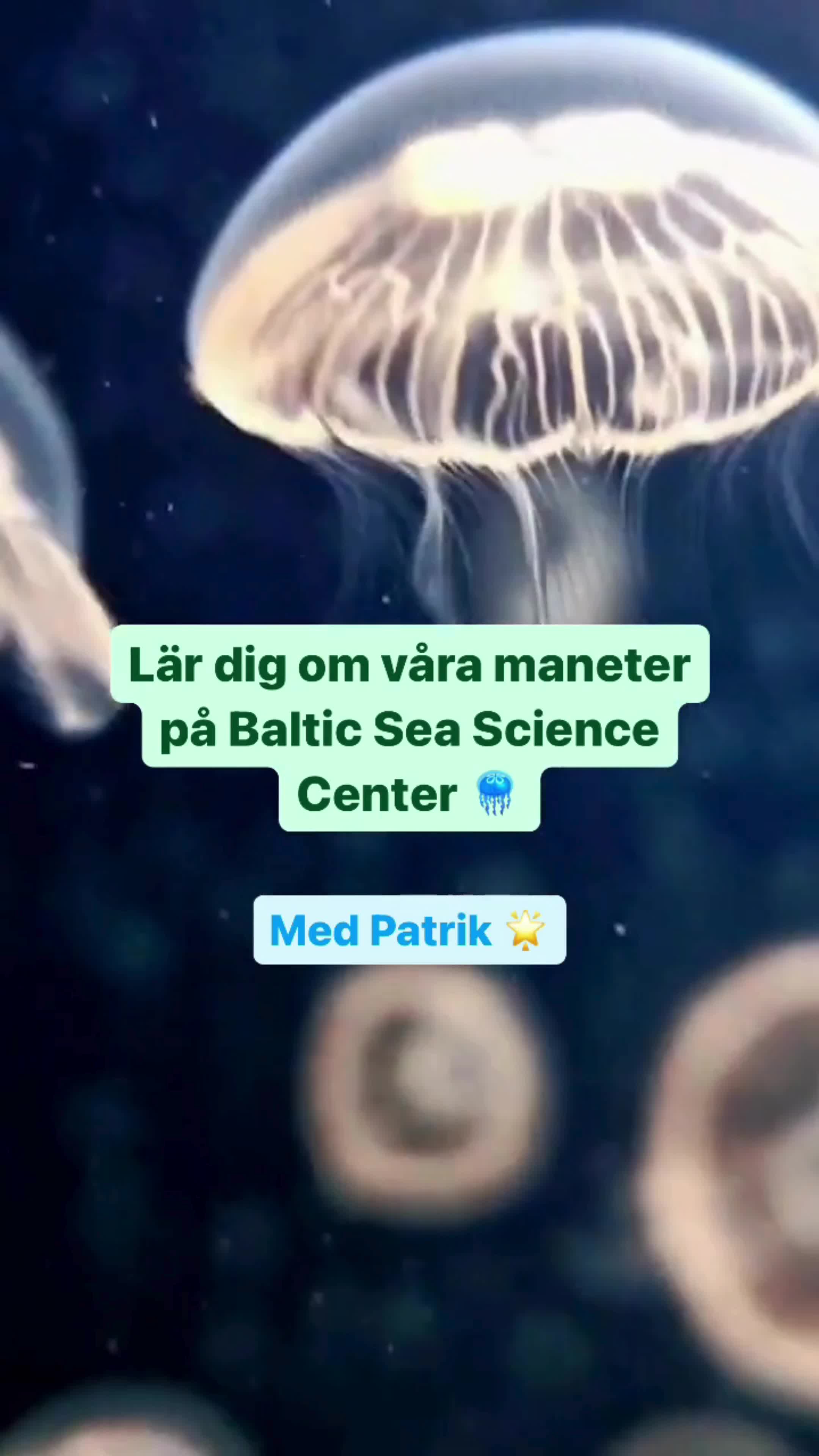Precis som andra maneter har öronmaneten två livsstadier. Den är först ...