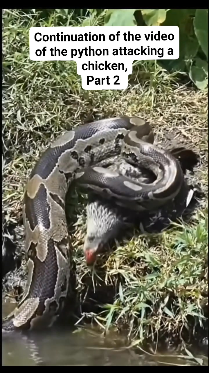 Continuation of the python snake video attacking a chicken #animal # ...
