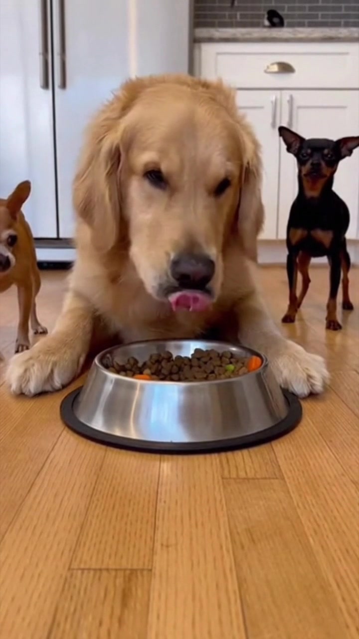 Curated visual reference: Visual Reference: Two Small Dogs Barking Nonstop At A Big Dog Who