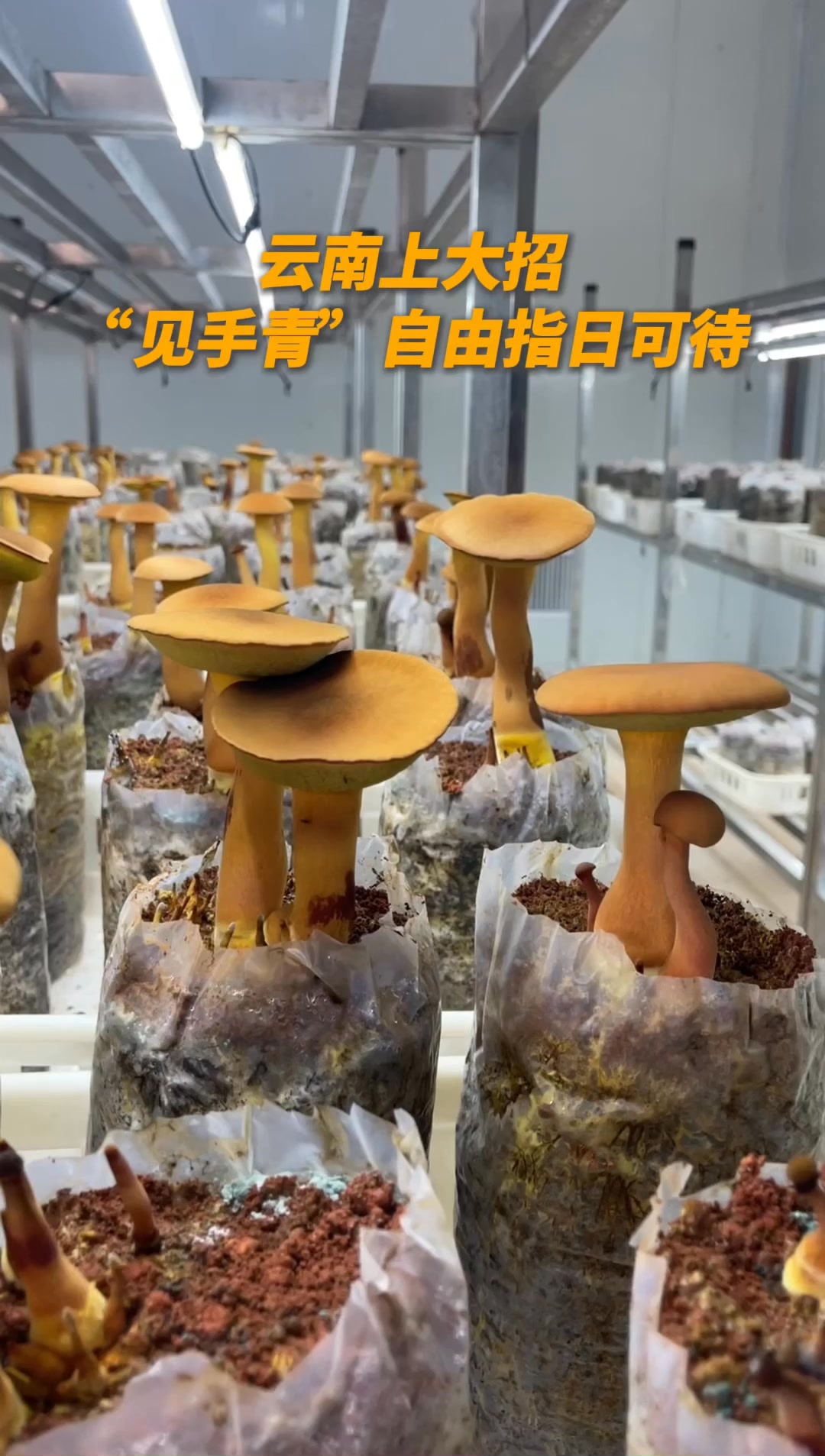 雲南 を代表する高級 #キノコ「#見手青」が手軽に】 ポルチーニの新種