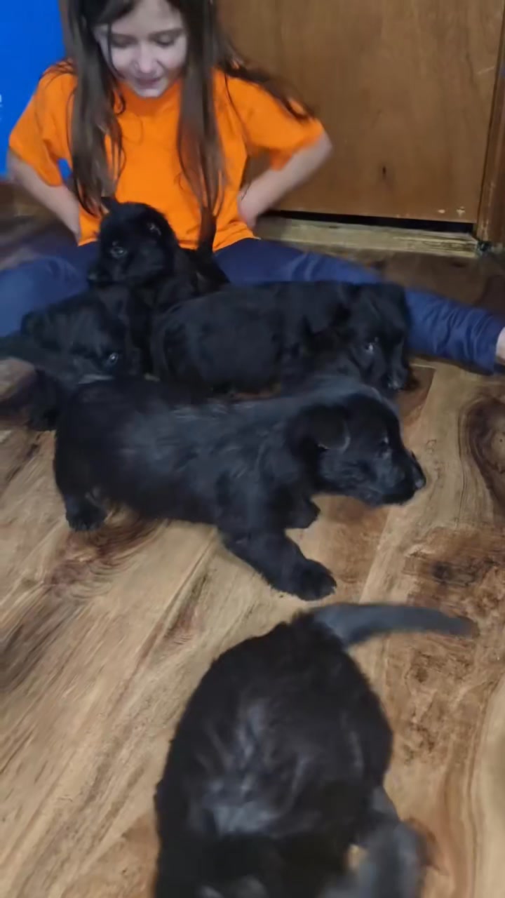 Harbert Terriers