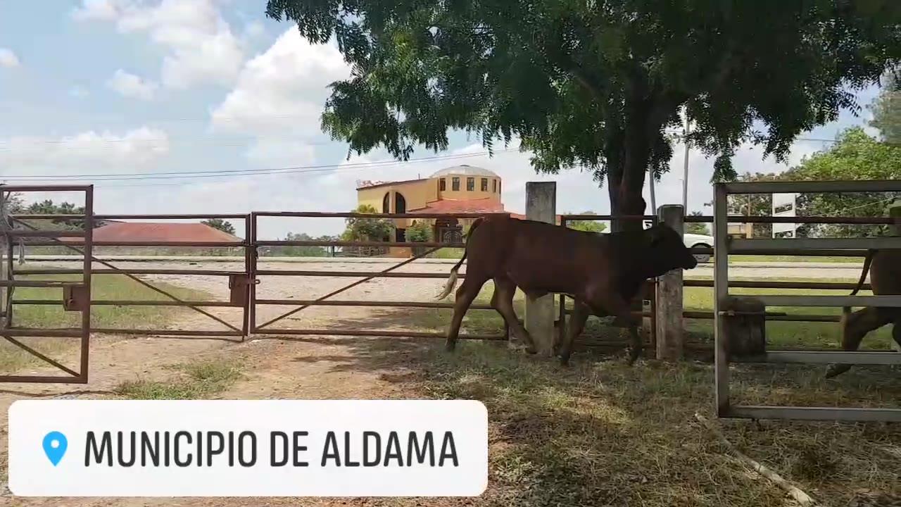 Rancho Loma Blanca - El Bisturí | Aldama