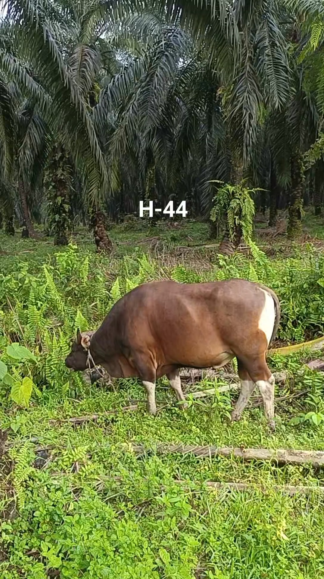 Angon Sapi #sapiqurban | Angon Sapi | Facebook
