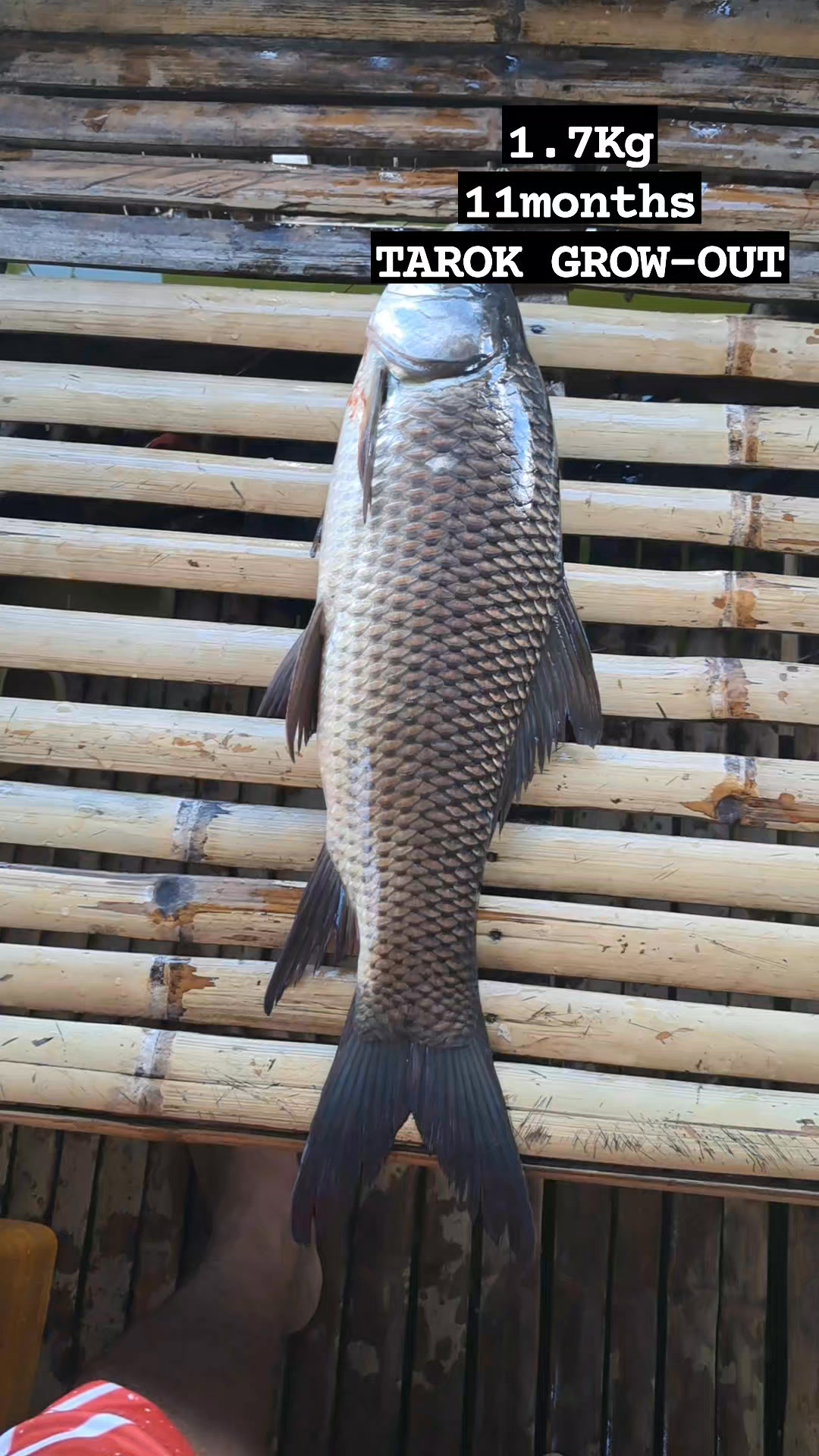 Lake Buluan Tarok Grow-out (11 Months/1.7Kg). Mayron pang mas malaki ...
