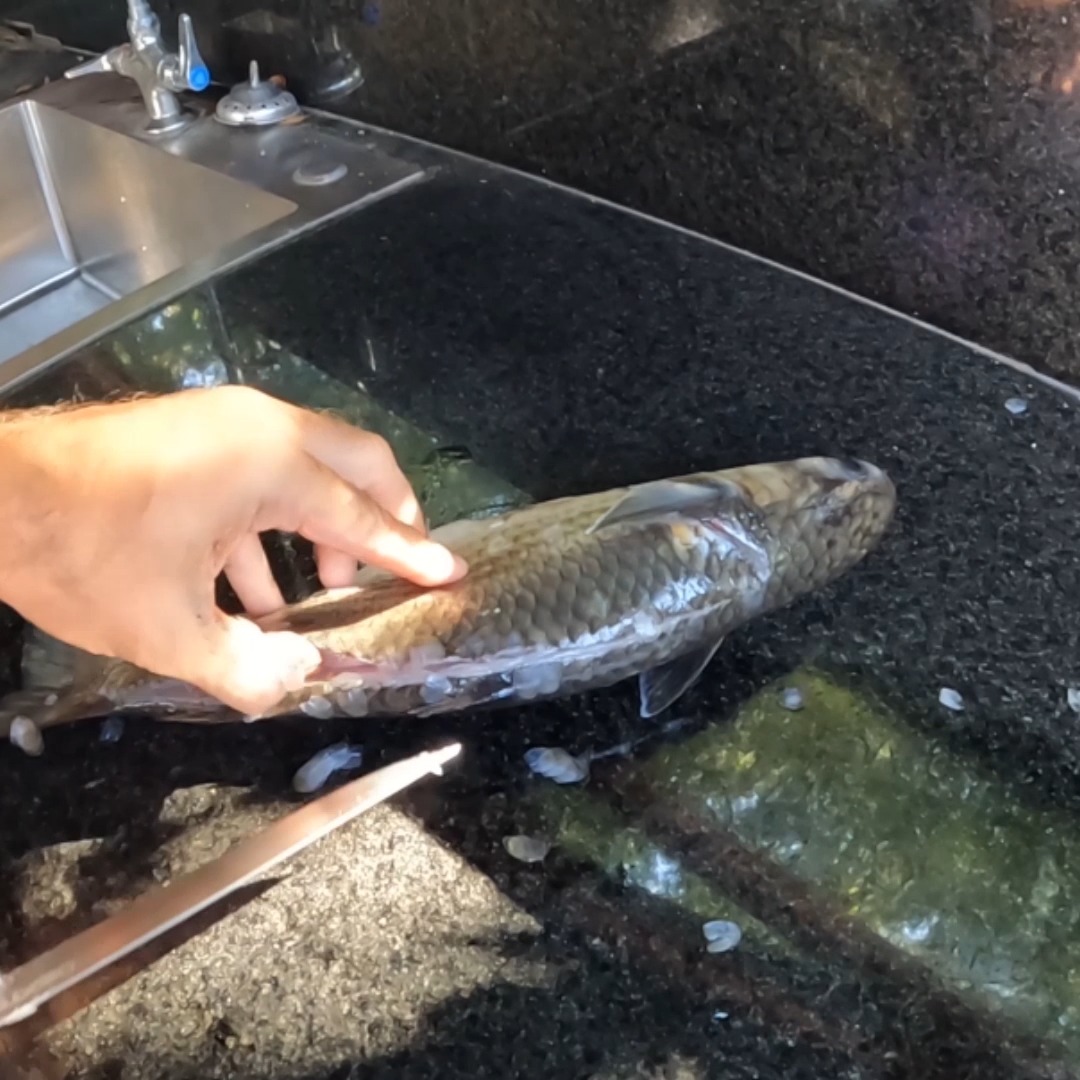 Cleaning and Cooking the Weirdest Parts of a Fish! | AnglerUp with ...