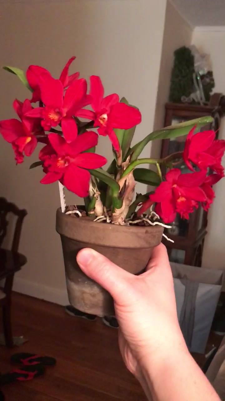 SLC Little Hazel 'Red Jewel' orchid in bloom