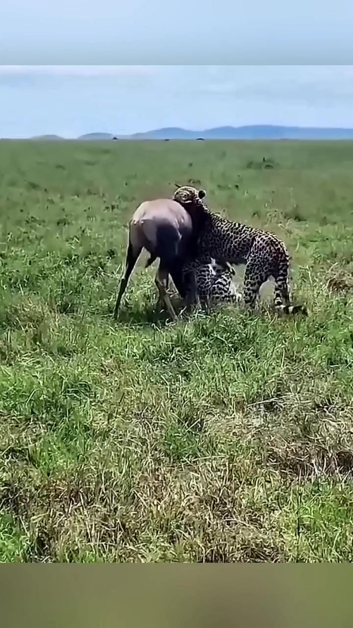Rare clash between nature's greatest predators-strength, courage, and ...
