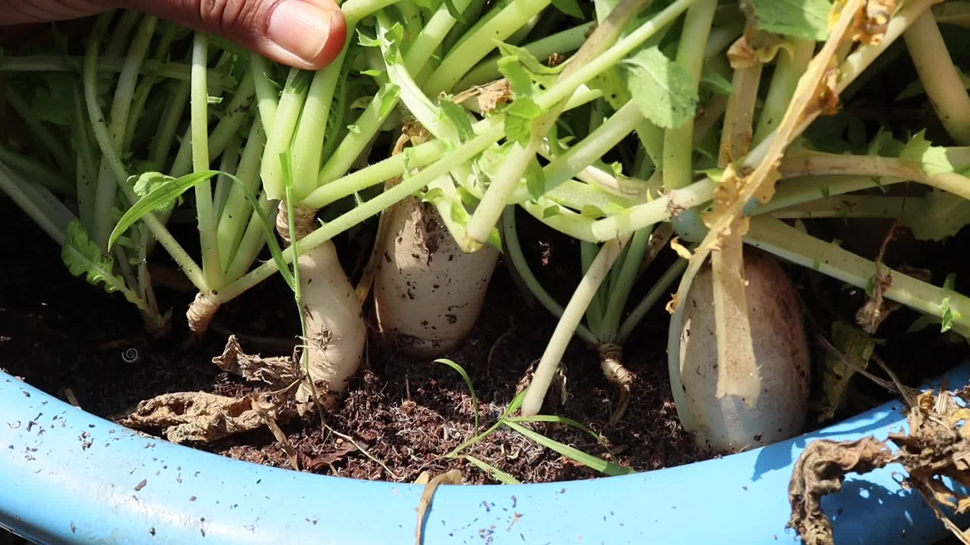 Today we'll see how to grow Radishes in pots and containers easily