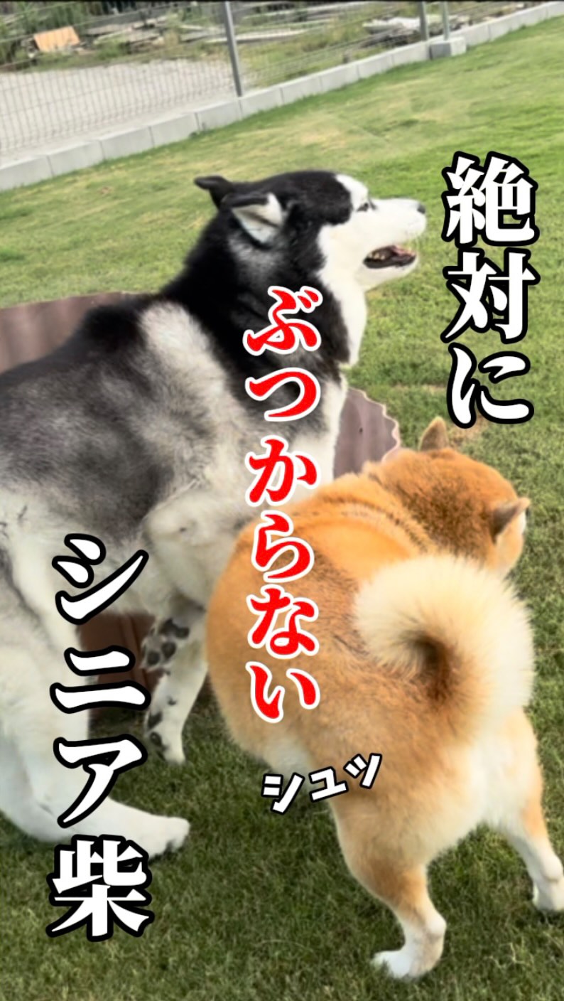 柴リアンハスキーもちごめ兄弟