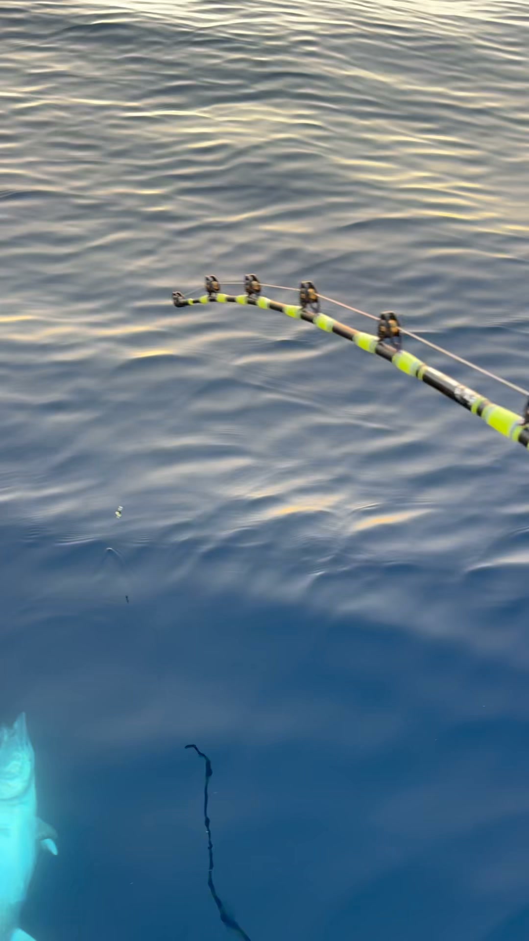 best spinning rod combo 2014 S7 Prime – Lunkerhunt Not just for panfish Size:3111-4 11'1