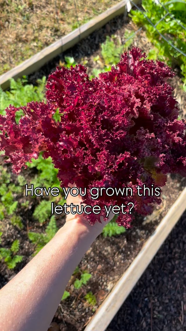 Lolla Rosa lettuce 🥬 is such a show girl in the garden! This is a ...