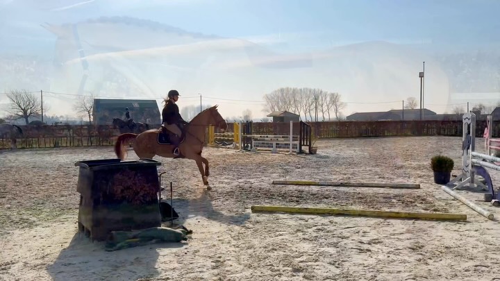 Cazzano ✨ (Casallo Z x Zidane) Talented and easy-going 5-year-old