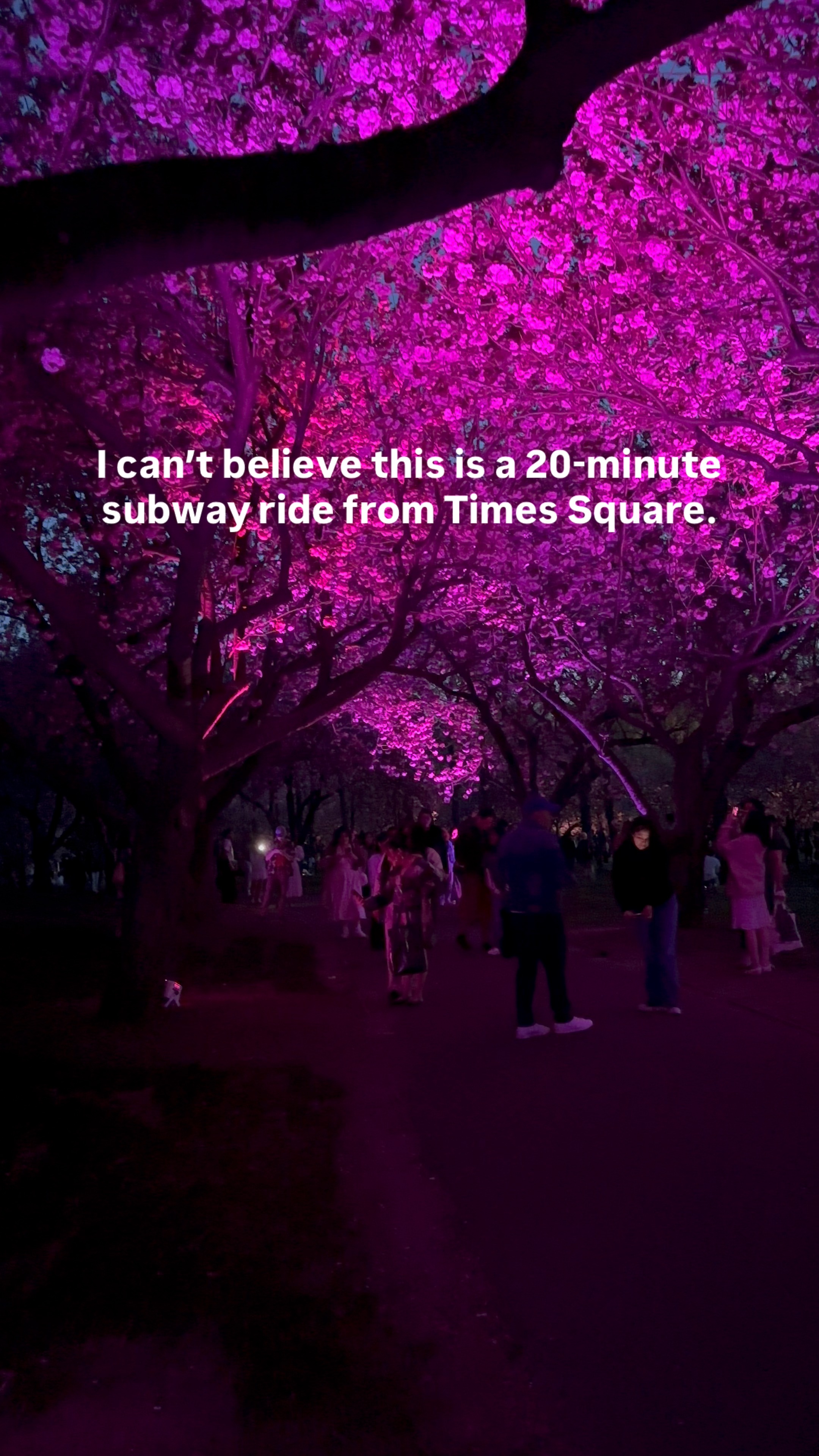 This is not Japan… it's Brooklyn after dark. 🌸✨ Brooklyn Botanic