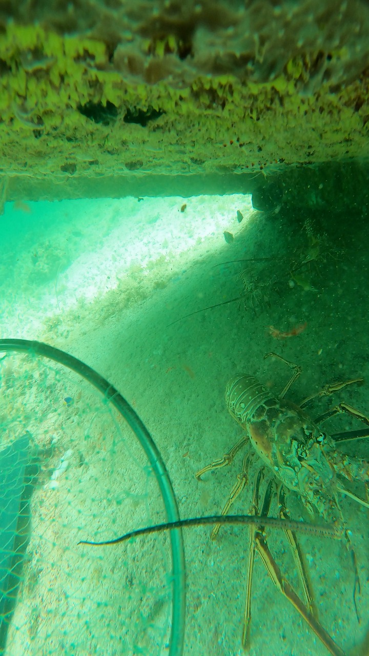 Big lobster! 🦞 | Eliam Fishing Mx | Facebook