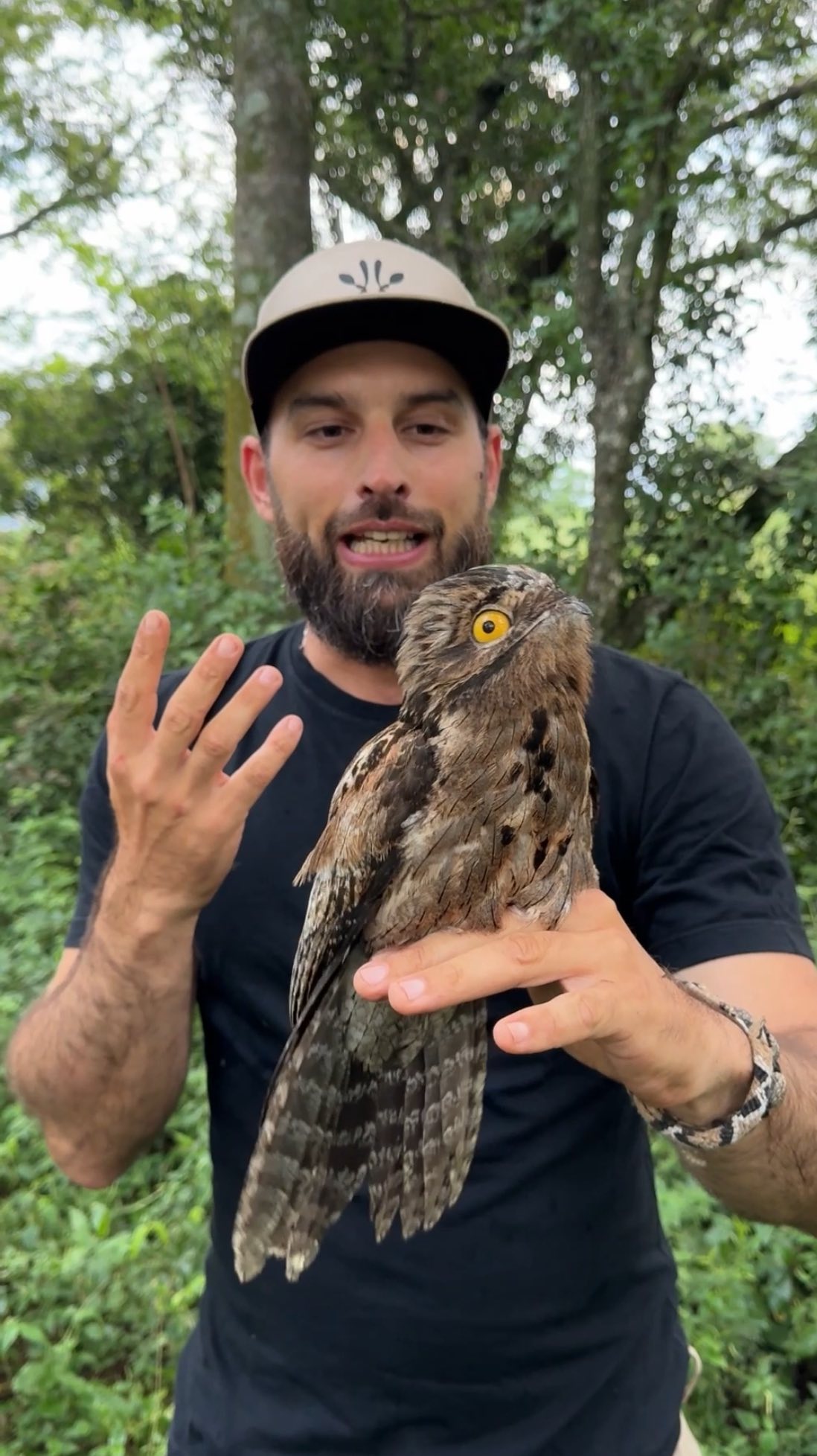 🦉”Urutaú”🦉(Nyctibius griseus) Rescate y relocalización de un hermoso ...
