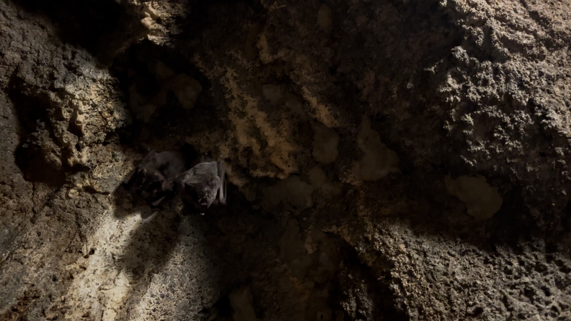 🦇 Happy Bat Appreciation Month from the team at Denver Zoo Conservation ...