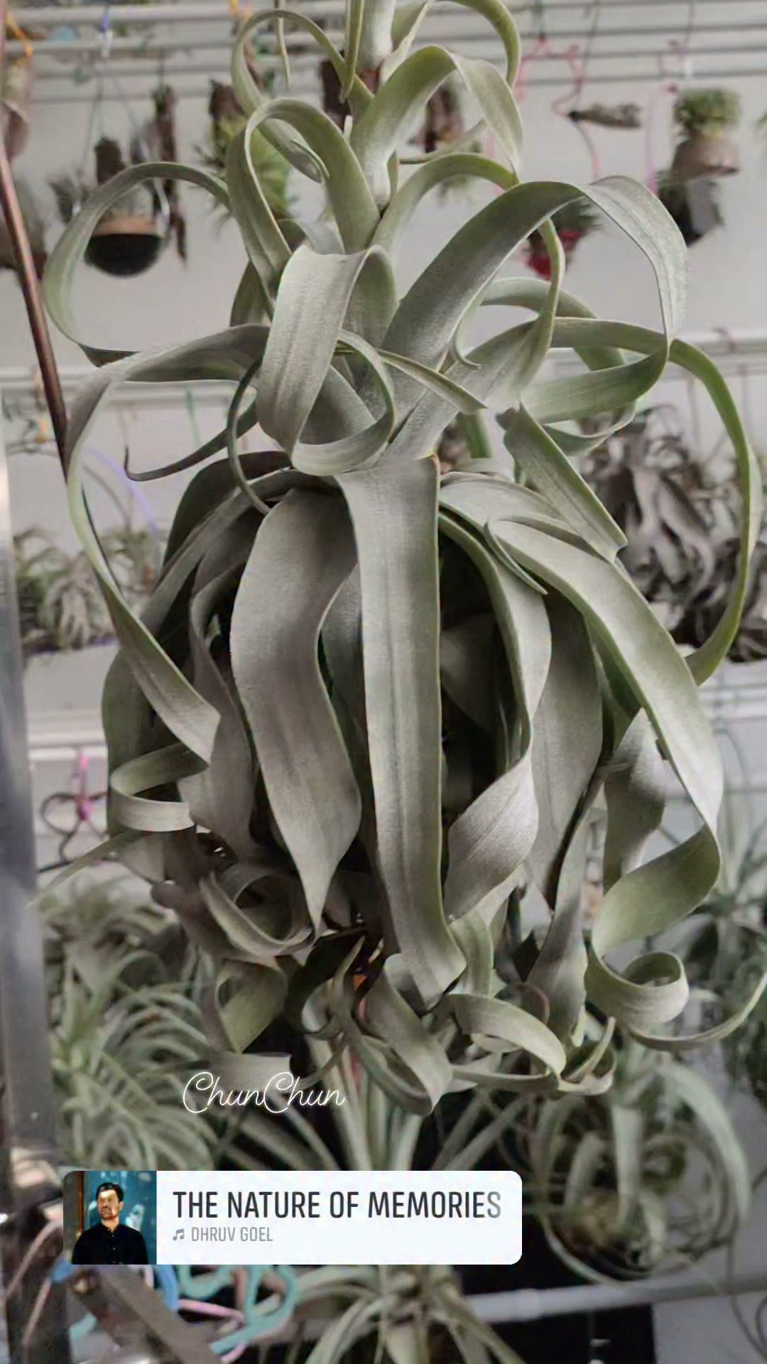 Tillandsia concolor Red Prince: The normal Tillandsia concolor has