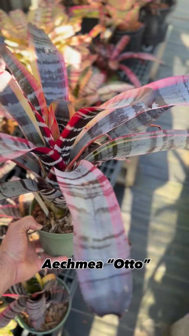 Aechmea “Otto” in bloom is always a winner 💯🌴☀️ #variegated