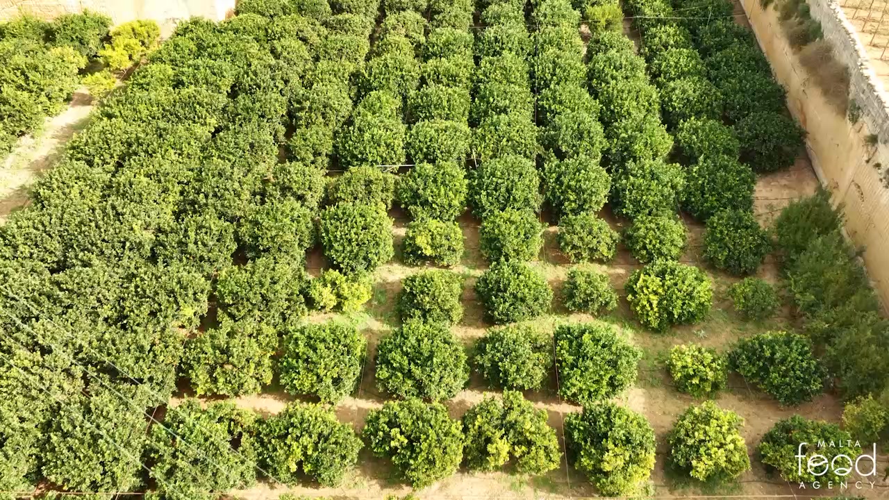 🇲🇹 Żmien il-larinġ! 🍊 Li nagħżlu larinġ lokali jfisser li qegħdin ...